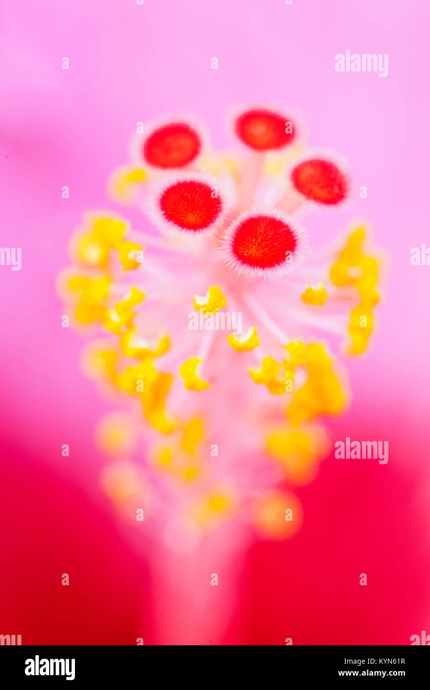 Hibiscus Style with stigma and anthers Stock Photo
