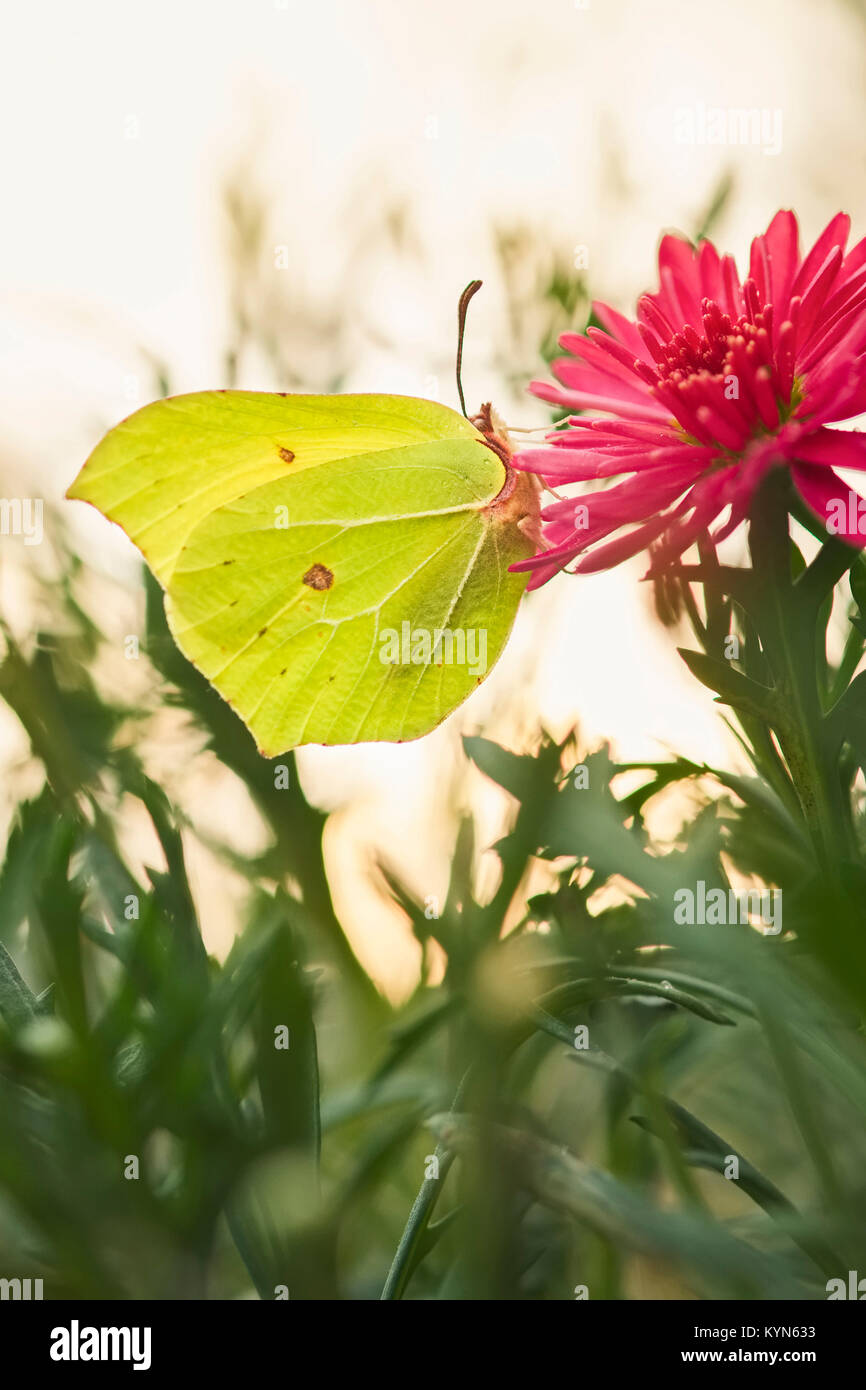 Brimstone Butterfly resting on Marguerite daisy flowers - Gonepteryx rhamni Stock Photo