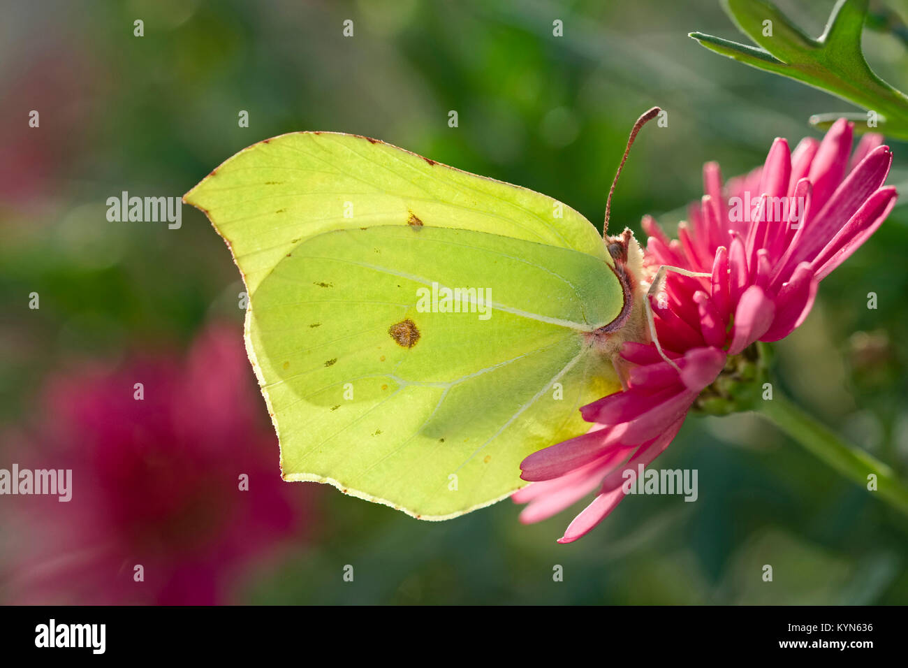 Brimstone Butterfly resting on Marguerite daisy flowers - Gonepteryx rhamni Stock Photo