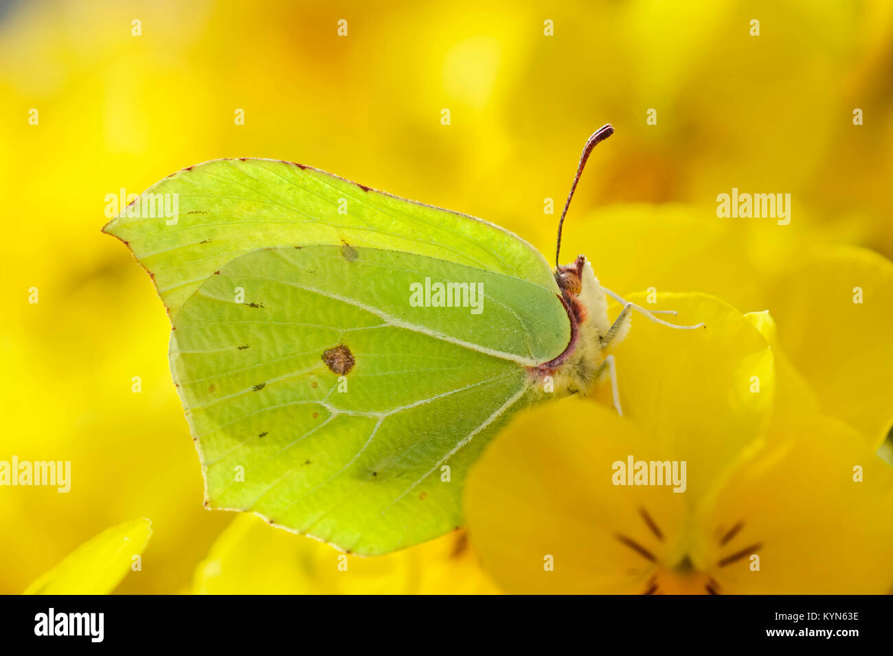 Brimstone Butterfly resting on yellow pansy - Gonepteryx rhamni Stock Photo