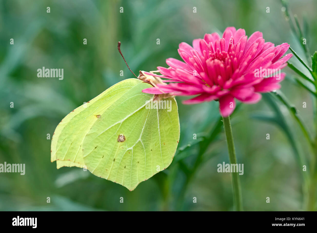 Brimstone Butterfly resting on Marguerite daisy flowers - Gonepteryx rhamni Stock Photo