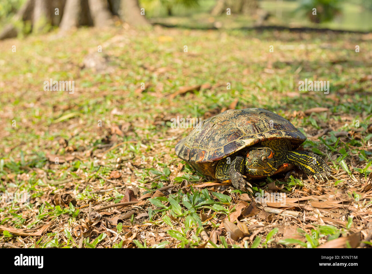 Red eared slider turtle doing a face palm on grassy bank. Stock Photo