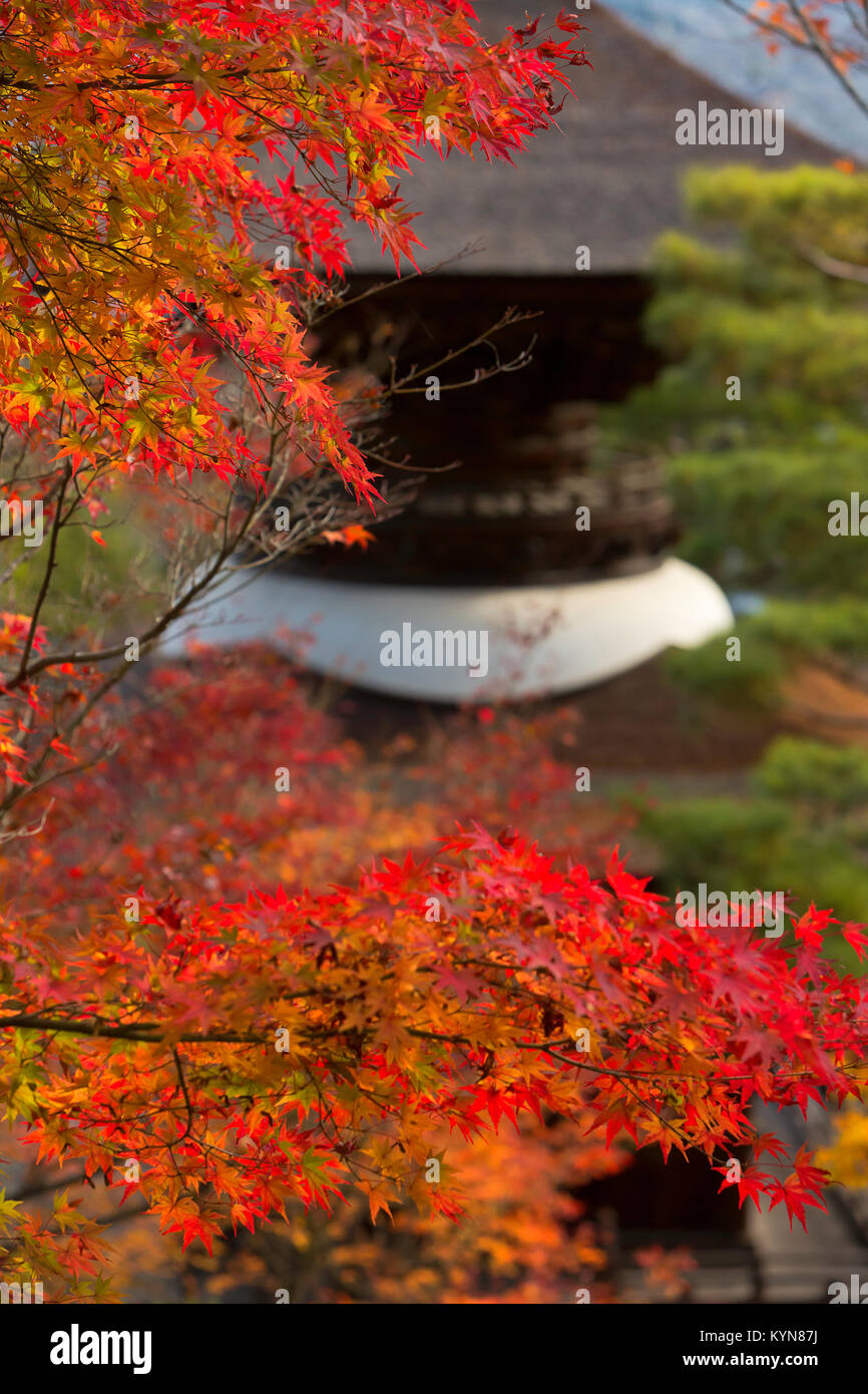 A shrine surrounded by fall color at the Jojakko-Ji pagoda in Kyoto, Japan. Stock Photo
