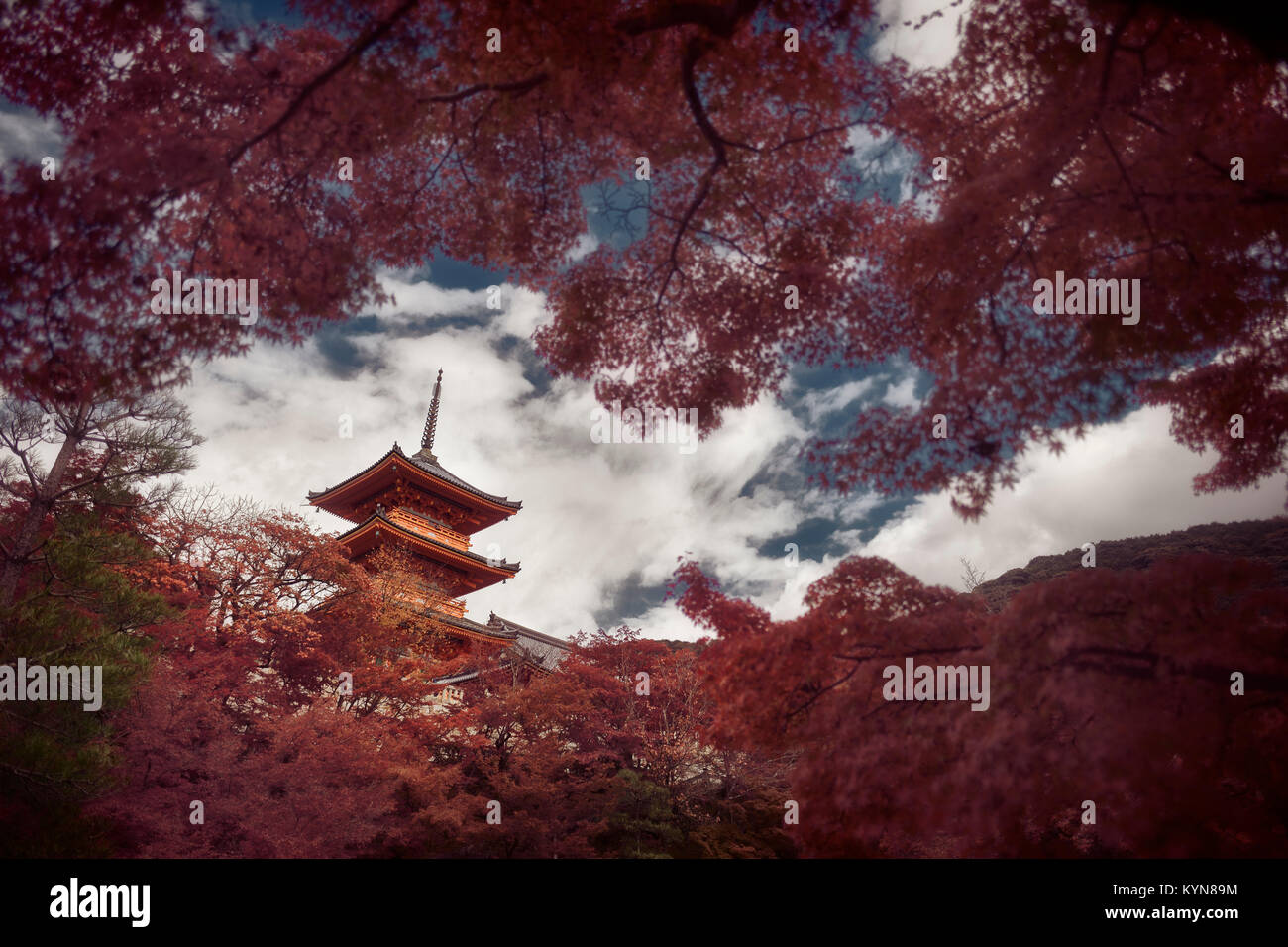 Dramatic artistic photograph of Sanjunoto pagoda of Kiyomizu-dera Buddhist temple in Kyoto, Japan in a beautiful autumn scenery behind red Japanese ma Stock Photo