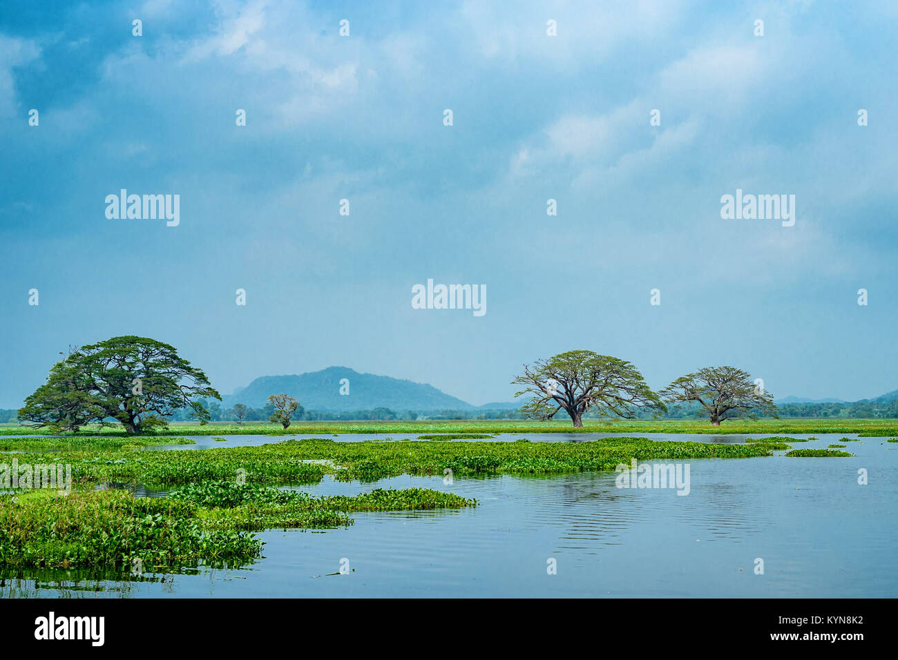 Scenic view of tropical lake with trees in water Stock Photo