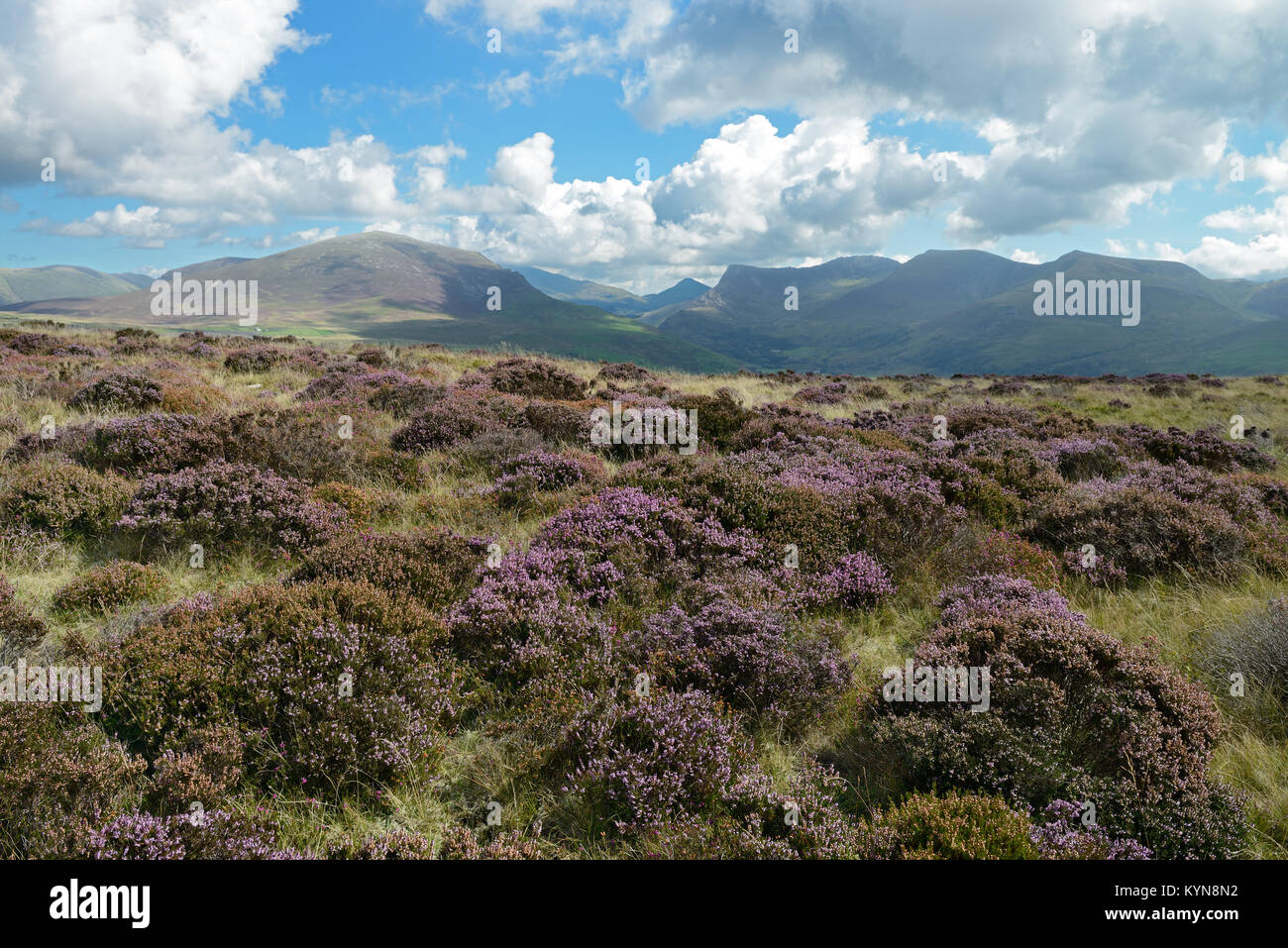 Mountain heath, dominated by small shrubs with evergreen leaves, is here located on Mynydd y Cilgwyn in the Snowdonia National Park (Wales). Stock Photo