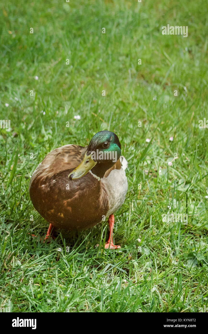 A male Mallard duck in colourful breeding plumage walks across a green lawn in spring, looking directly at the camera (blurred background, vertical). Stock Photo