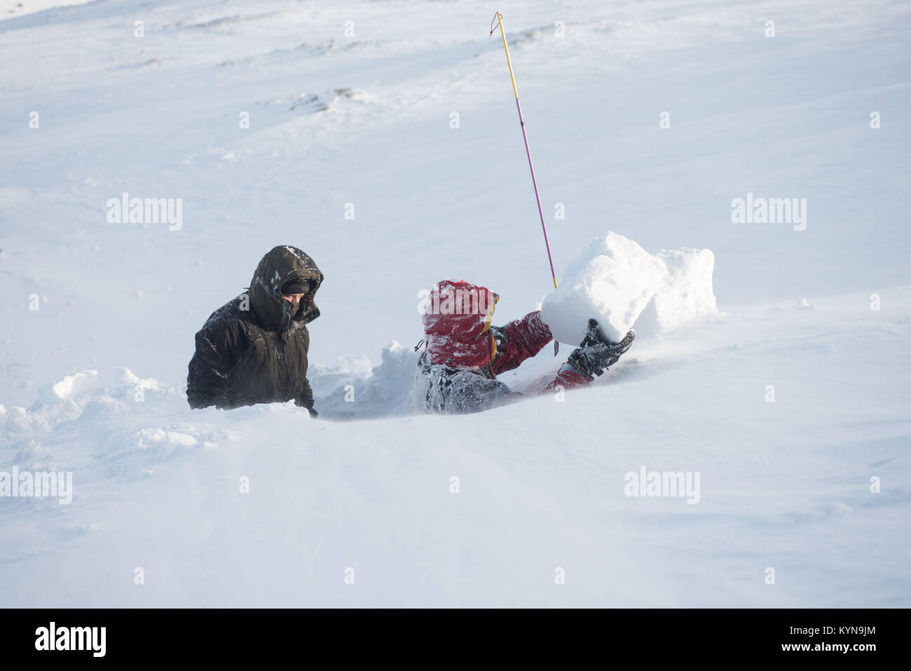 Snow hole digging - getting started. ©Paul Glendell Stock Photo