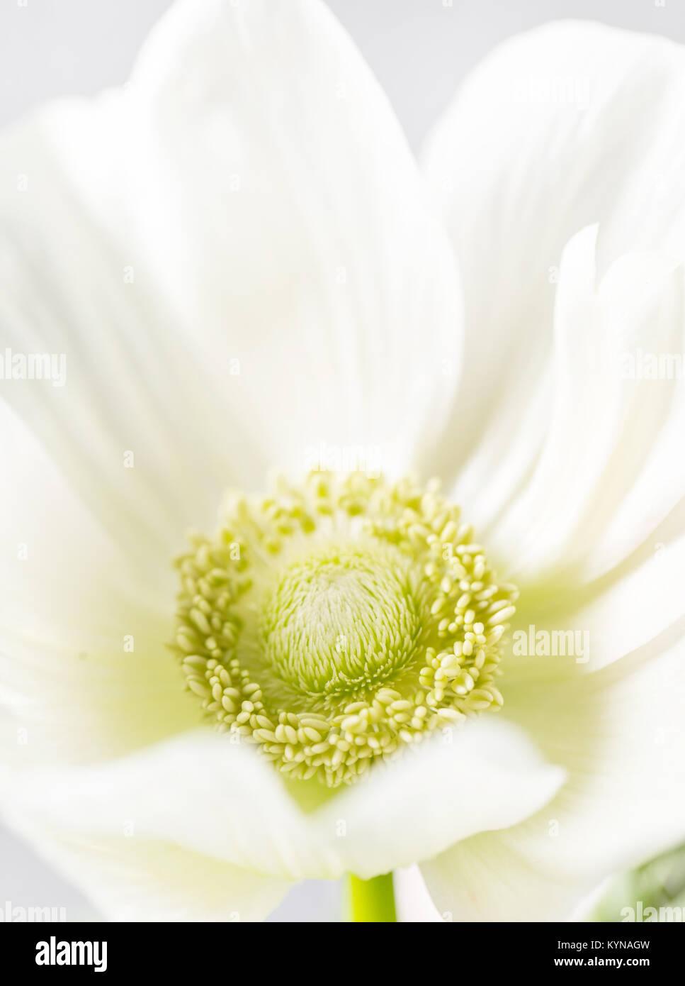 Close-up of a white anemones. Flowers of winter season. Stamens and pistils. Great light background. Macro. Stock Photo
