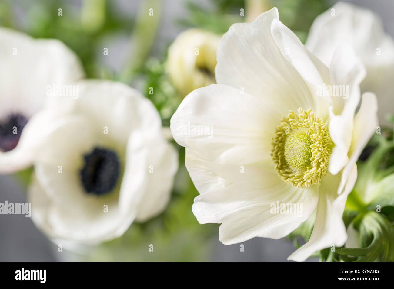 Close-up of a white anemones. Flowers of winter season. Stamens and pistils. Great light background. Macro. Stock Photo