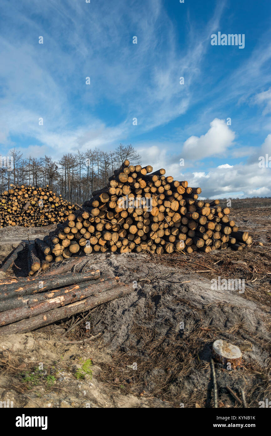 stacks of chopped timber, deforestation. Stock Photo