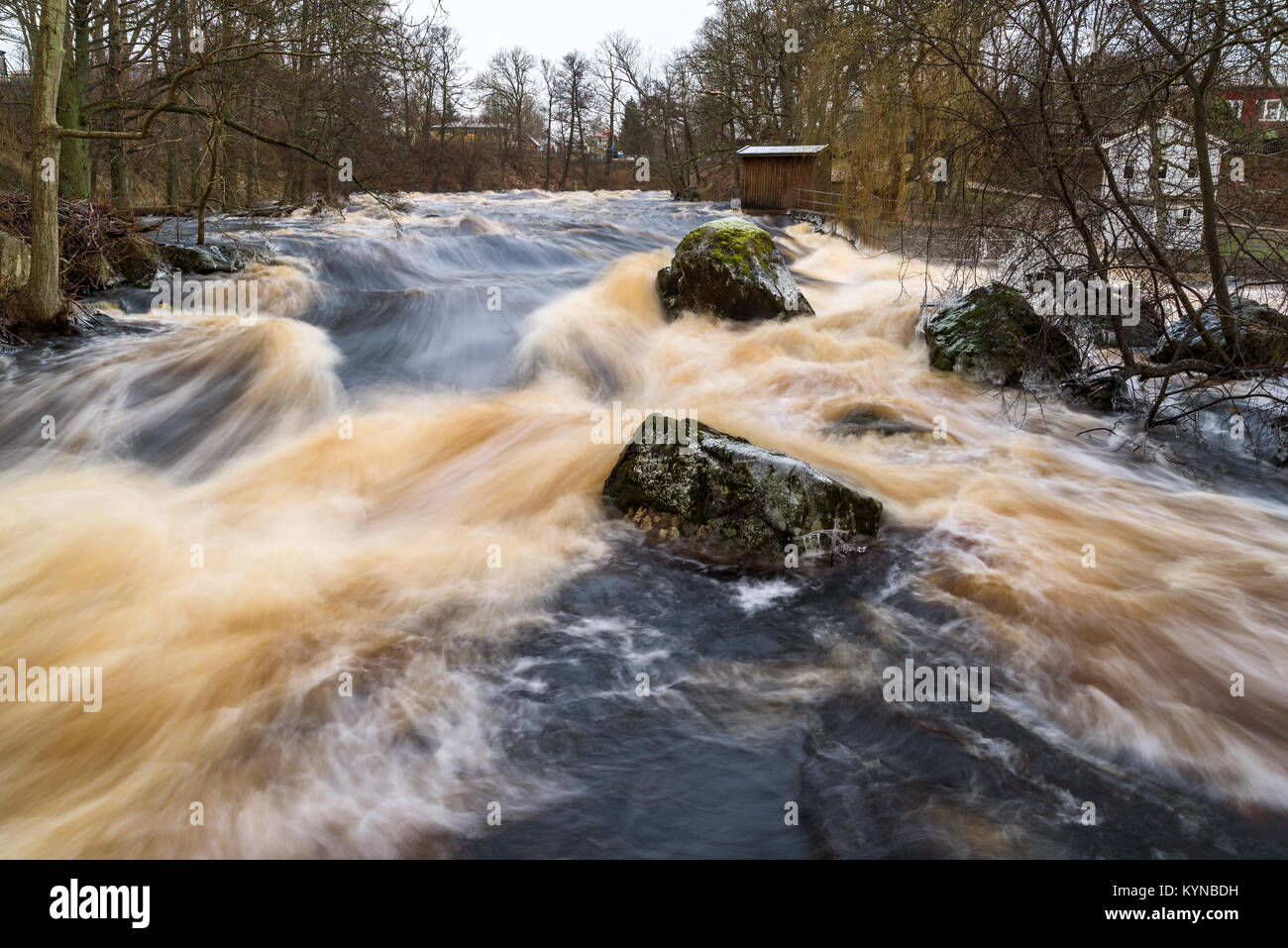 Early spring flood in the Morrum river in Sweden. Extreme amounts of water makes the river overflow and the water rush furiously over rocks and trees. Stock Photo