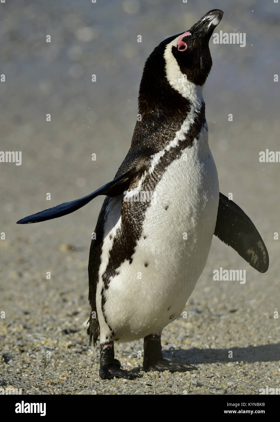 African penguin (Spheniscus demersus) on the beach, Western Cape, South Africa Stock Photo