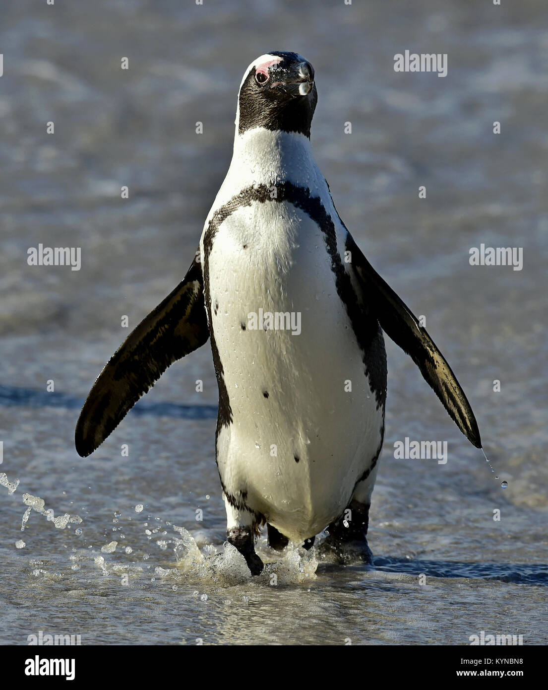 African penguin (Spheniscus demersus) on the beach, Western Cape, South Africa Stock Photo