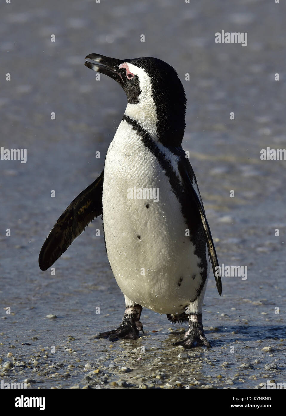 African penguin (Spheniscus demersus) on the beach, Western Cape, South Africa Stock Photo