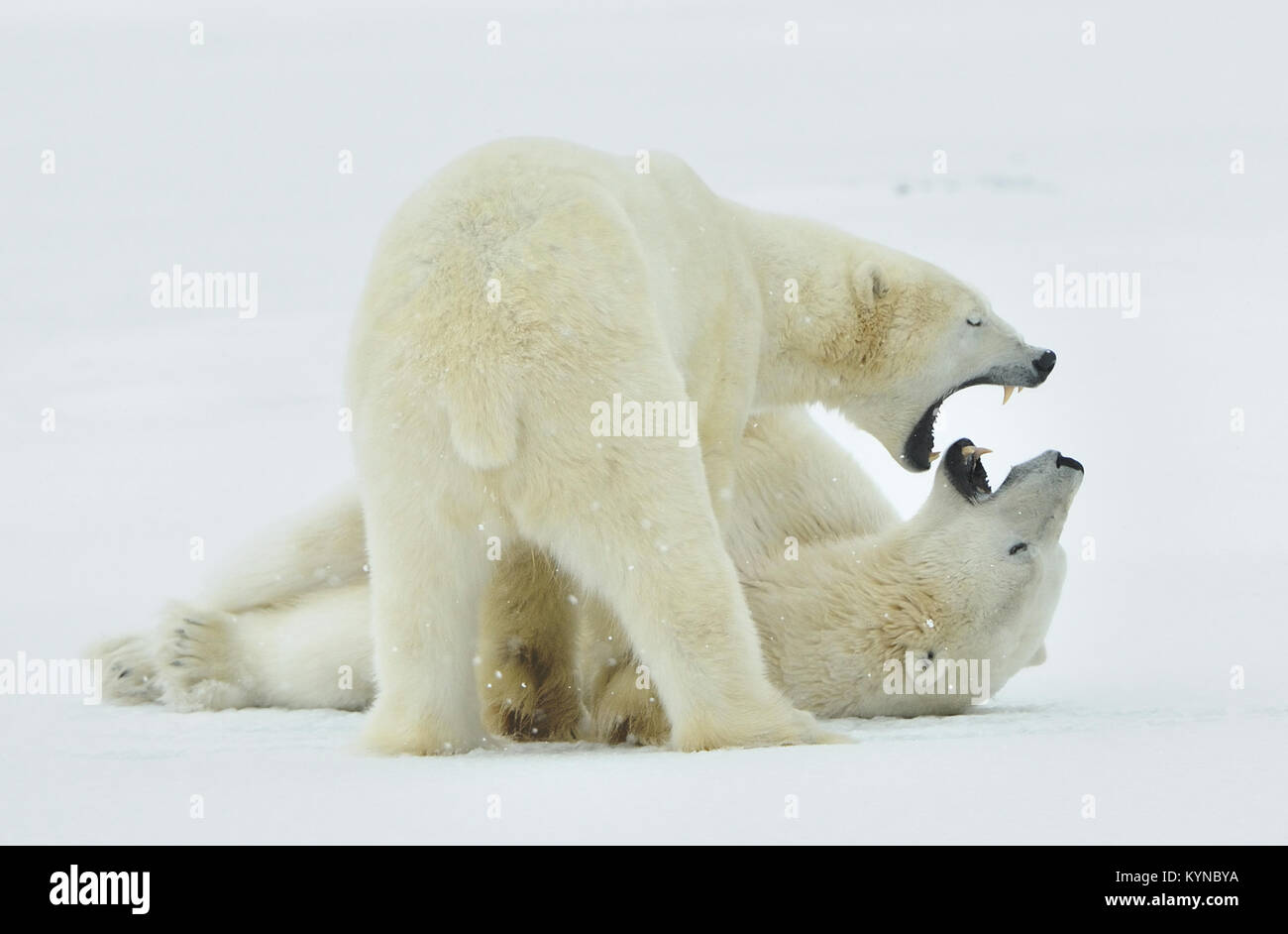 Fighting Polar bears (Ursus maritimus ) on the snow. Arctic tundra. Stock Photo