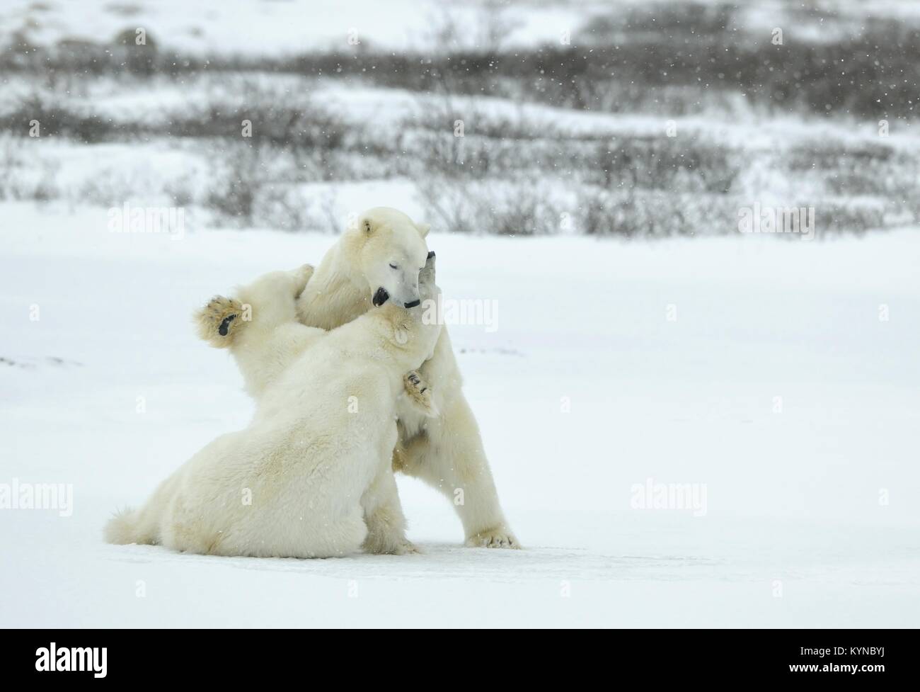 Fighting Polar bears (Ursus maritimus ) on the snow. Arctic tundra. Stock Photo