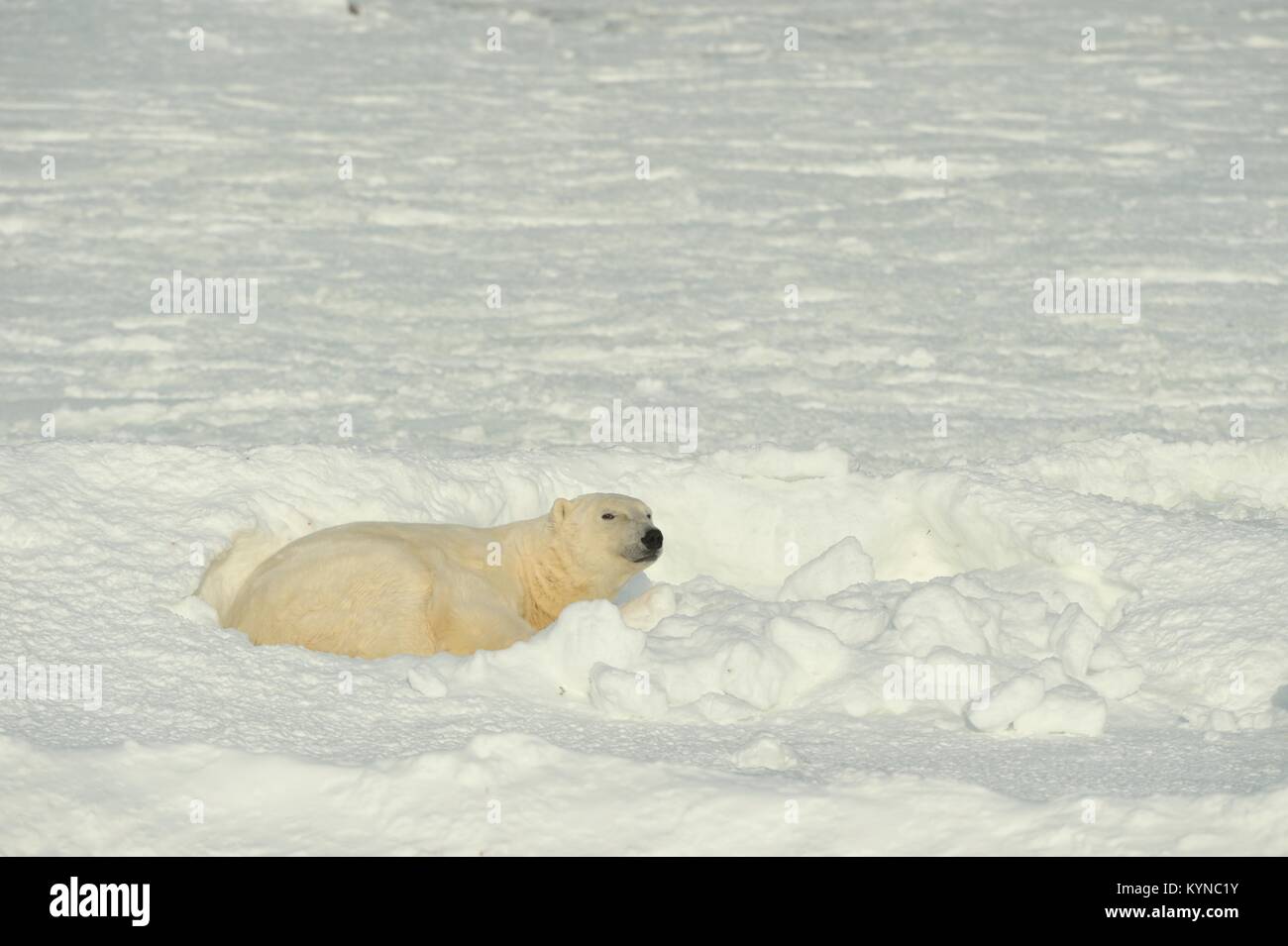 Close up portrait Male polar bear (Ursus maritimus) . Polar arctic Stock Photo