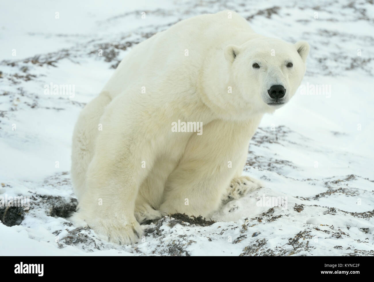 Close up portrait Male polar bear (Ursus maritimus) . Polar arctic Stock Photo