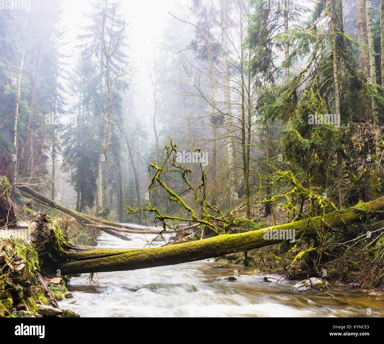 Some fallen trees after a storm over a river in the woods, Vosges, France. Stock Photo