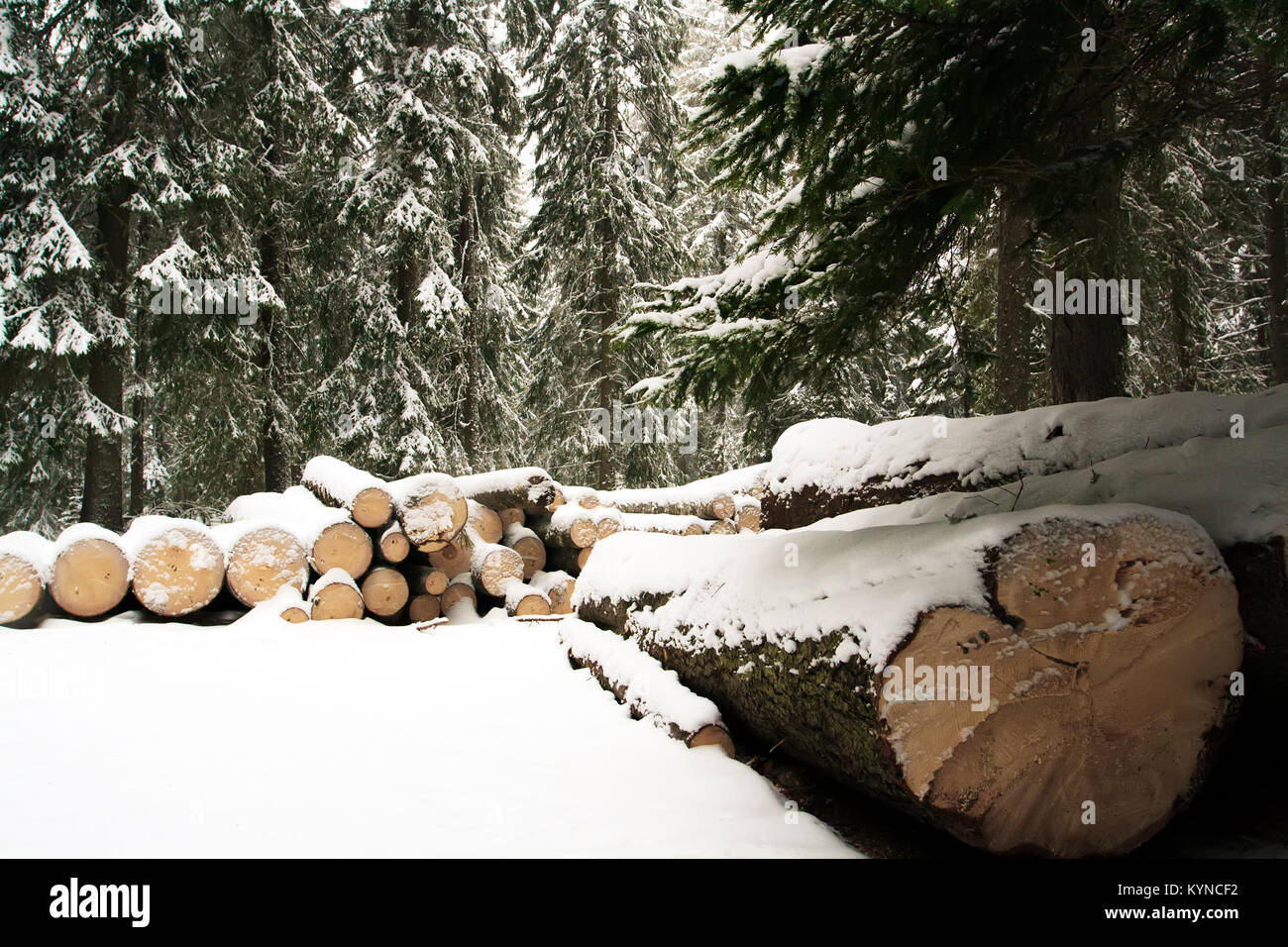 snow landscape in bulgarian wild forest Stock Photo - Alamy