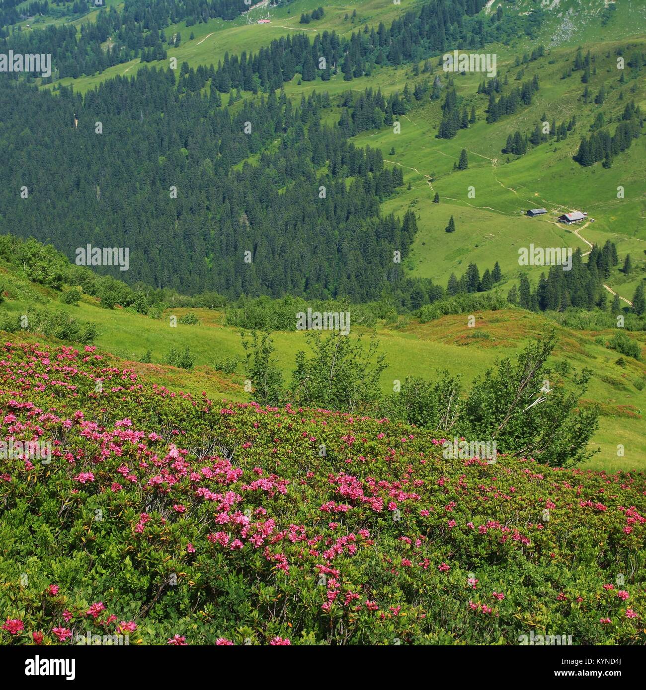Alpenrosen green meadow and distant view of a farm. Summer scene near Gstaad. Stock Photo