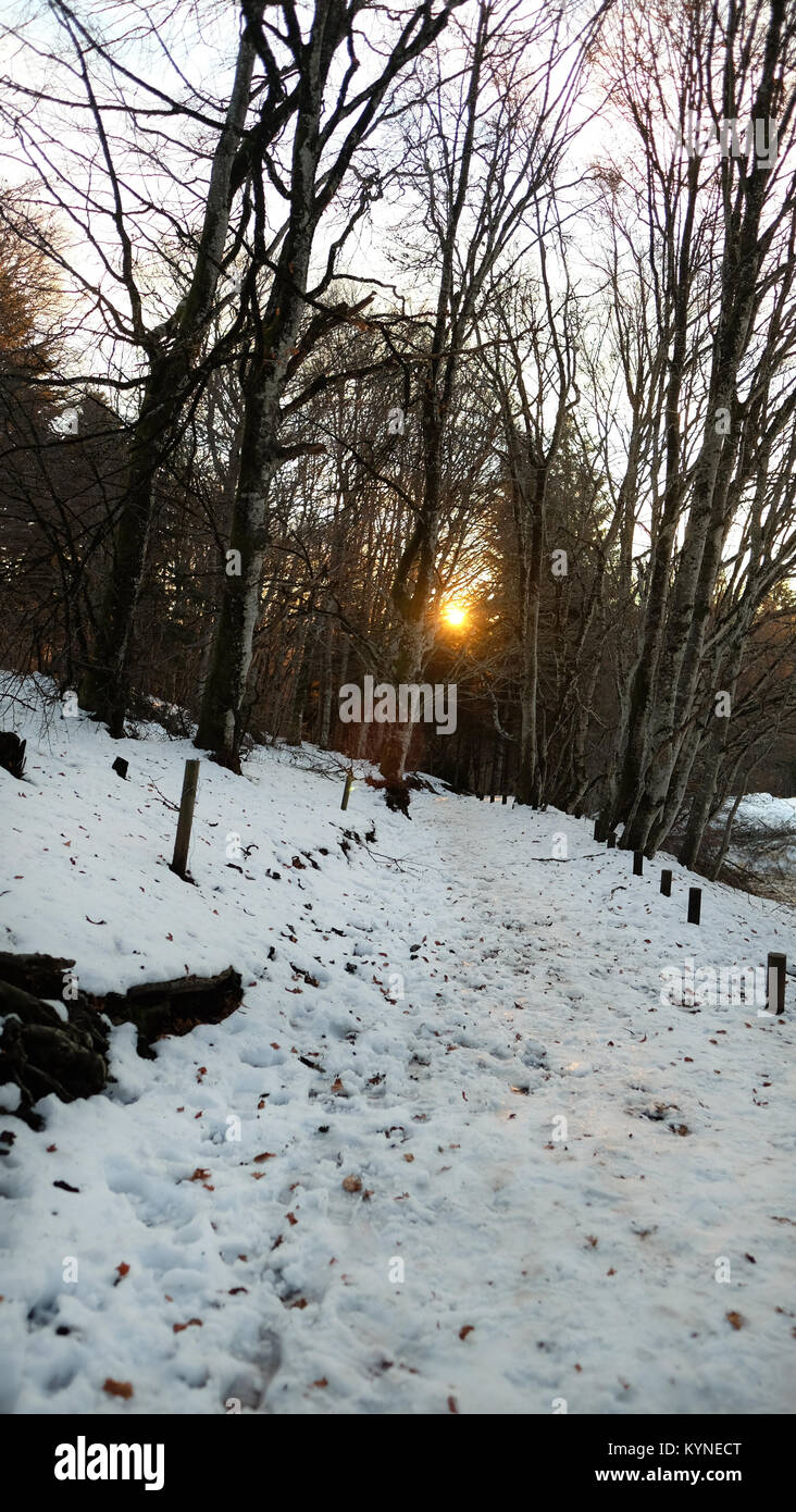 winter sunrise through trees Stock Photo