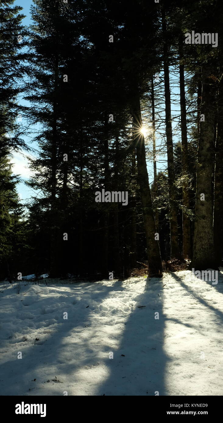 Winter sun through pine trees Stock Photo