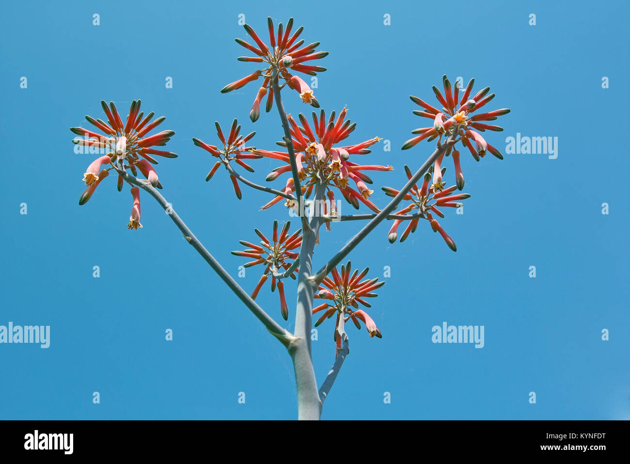 Flower of aloe saponaria or soap aloe Stock Photo