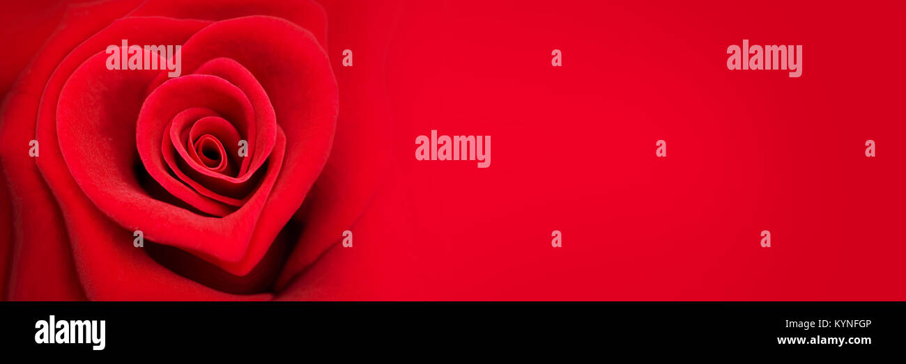 Red rose in the shape of a heart, valentines day web banner Stock Photo