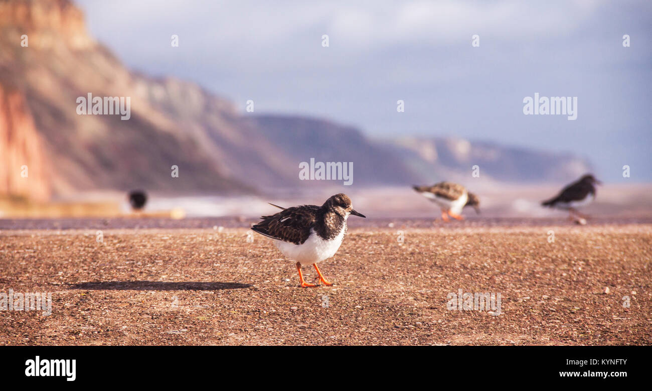 Turnstones (Arenaria in the family Scolopacidae) on the seafront Esplanade at Sidmouth, Devon. Stock Photo