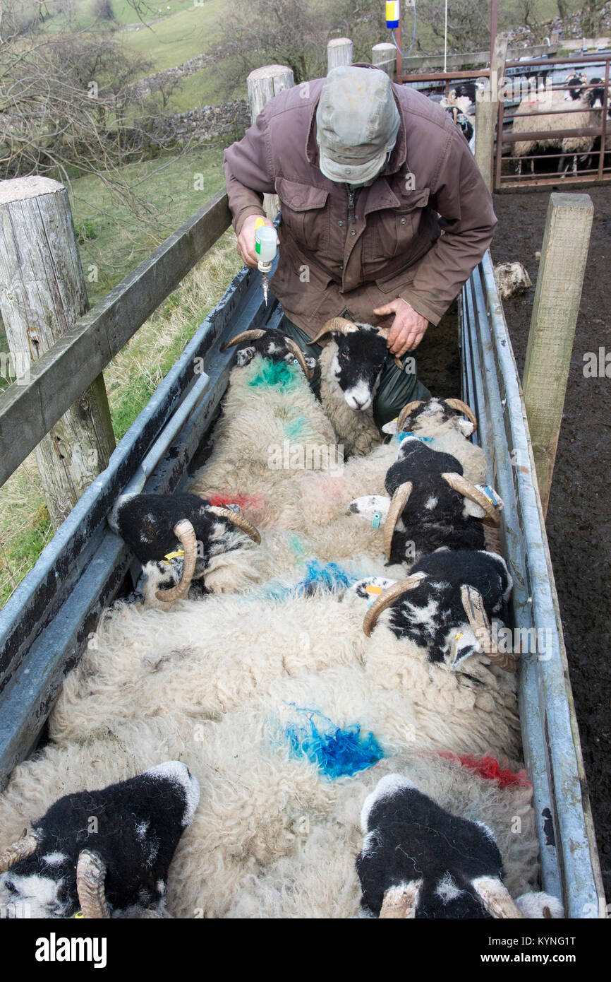 Enzootic hi-res stock photography and images - Alamy