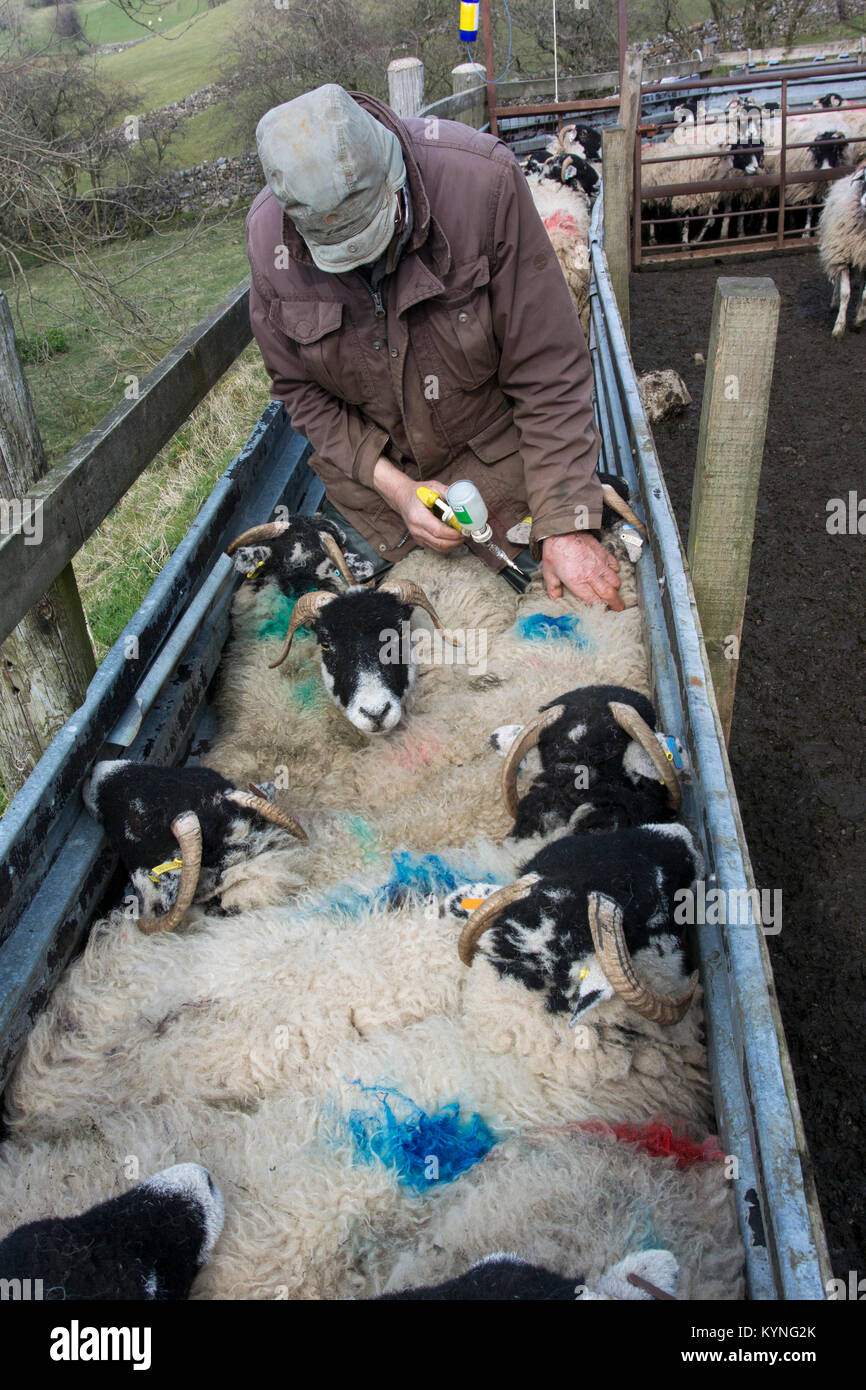 Enzootic hi-res stock photography and images - Alamy