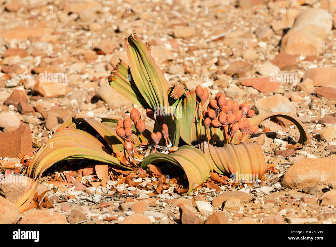 A female Welwitschia plant, showing the female cones, growing in the arid desert of northern Namibia. Stock Photo