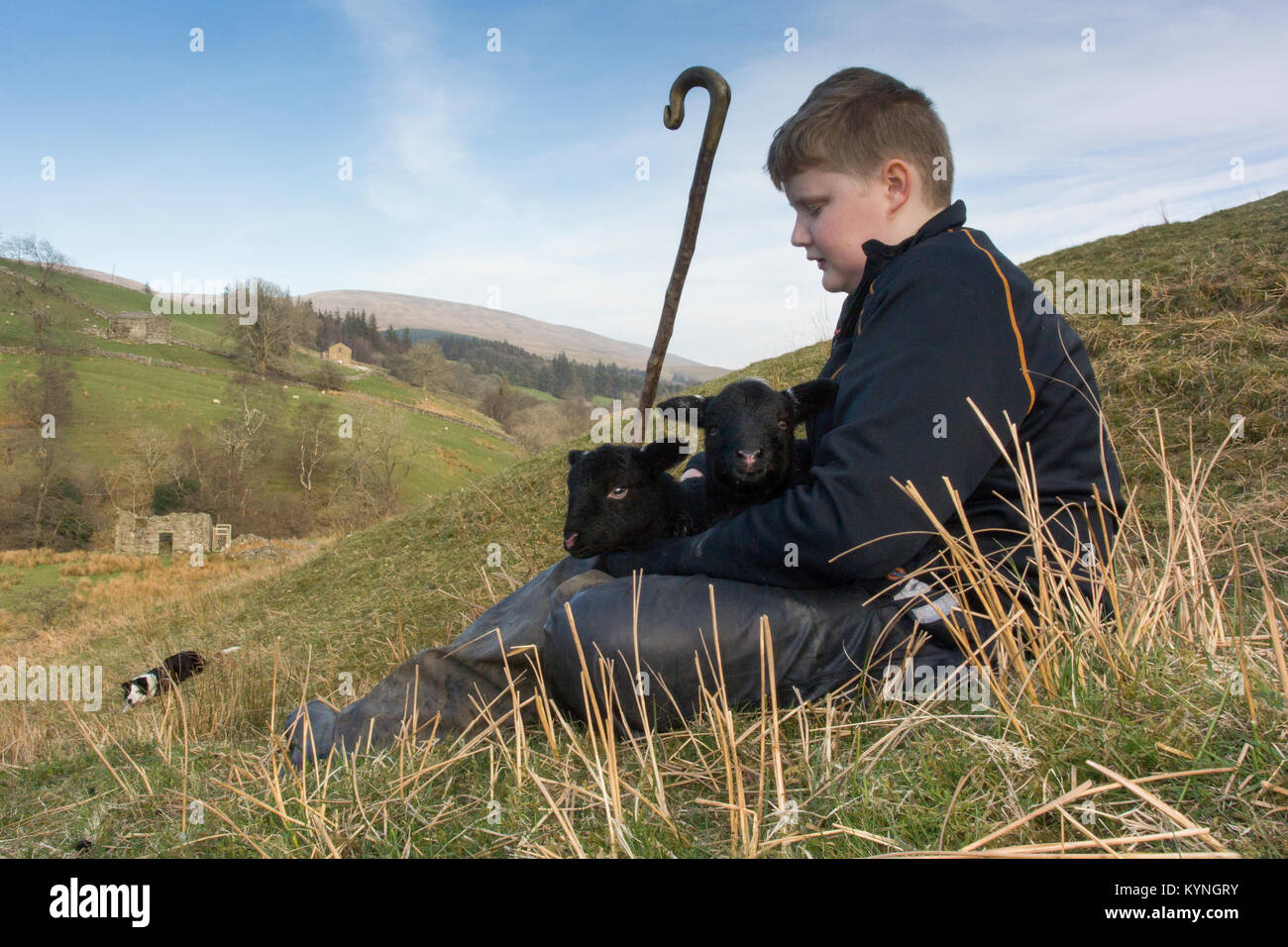 Young shepherd with herwick sheep and lambs, Cumbria, UK. Stock Photo