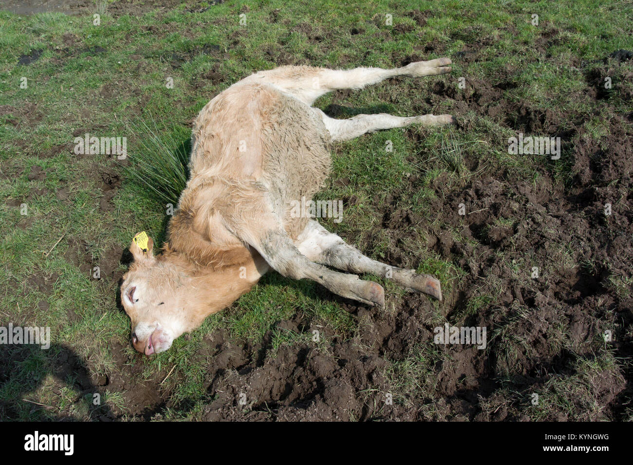 Dead calf in upland pasture, struck by lightning in a storm, Cumbria, UK. Stock Photo