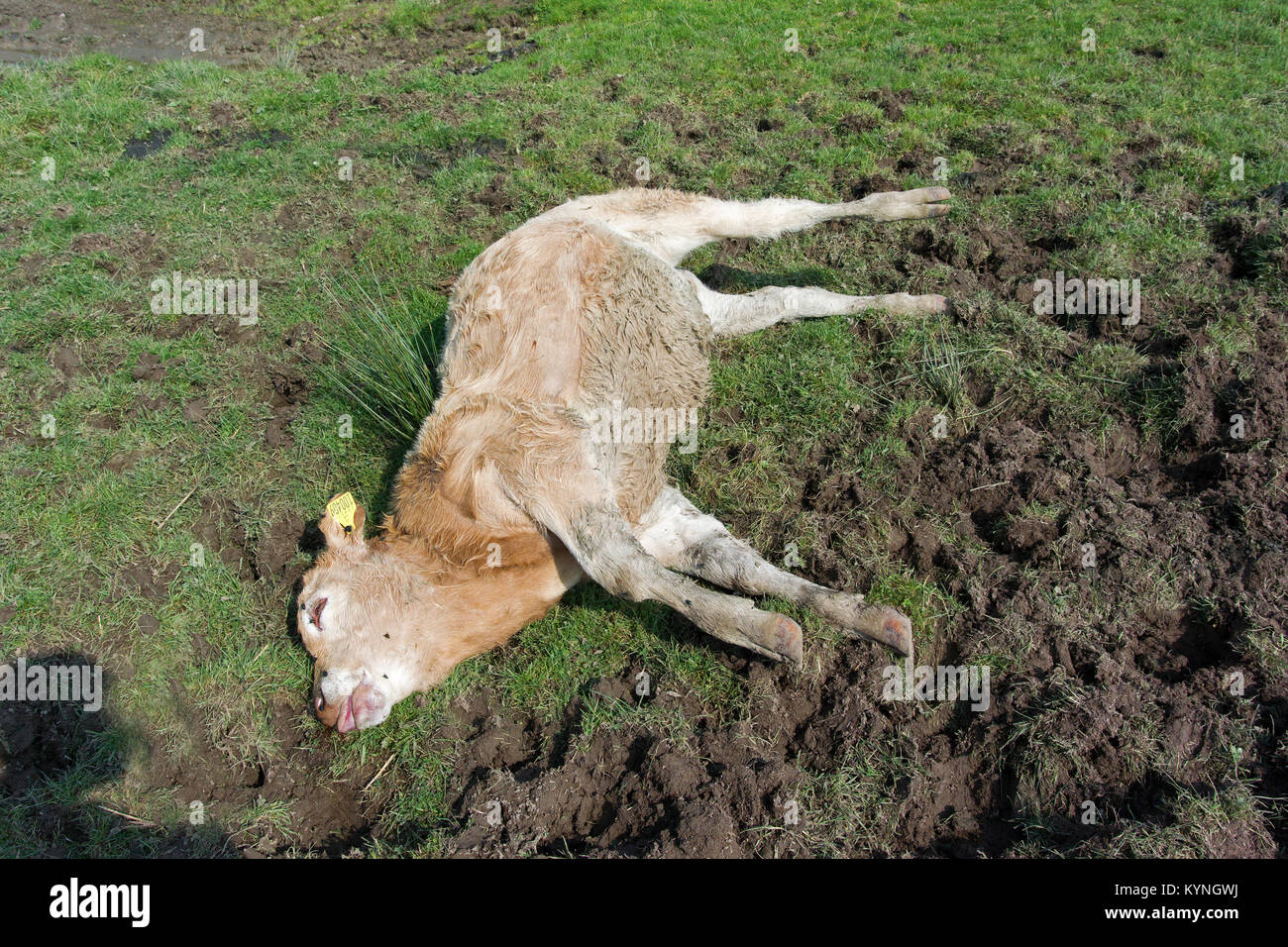 Dead calf in upland pasture, struck by lightning in a storm, Cumbria, UK. Stock Photo