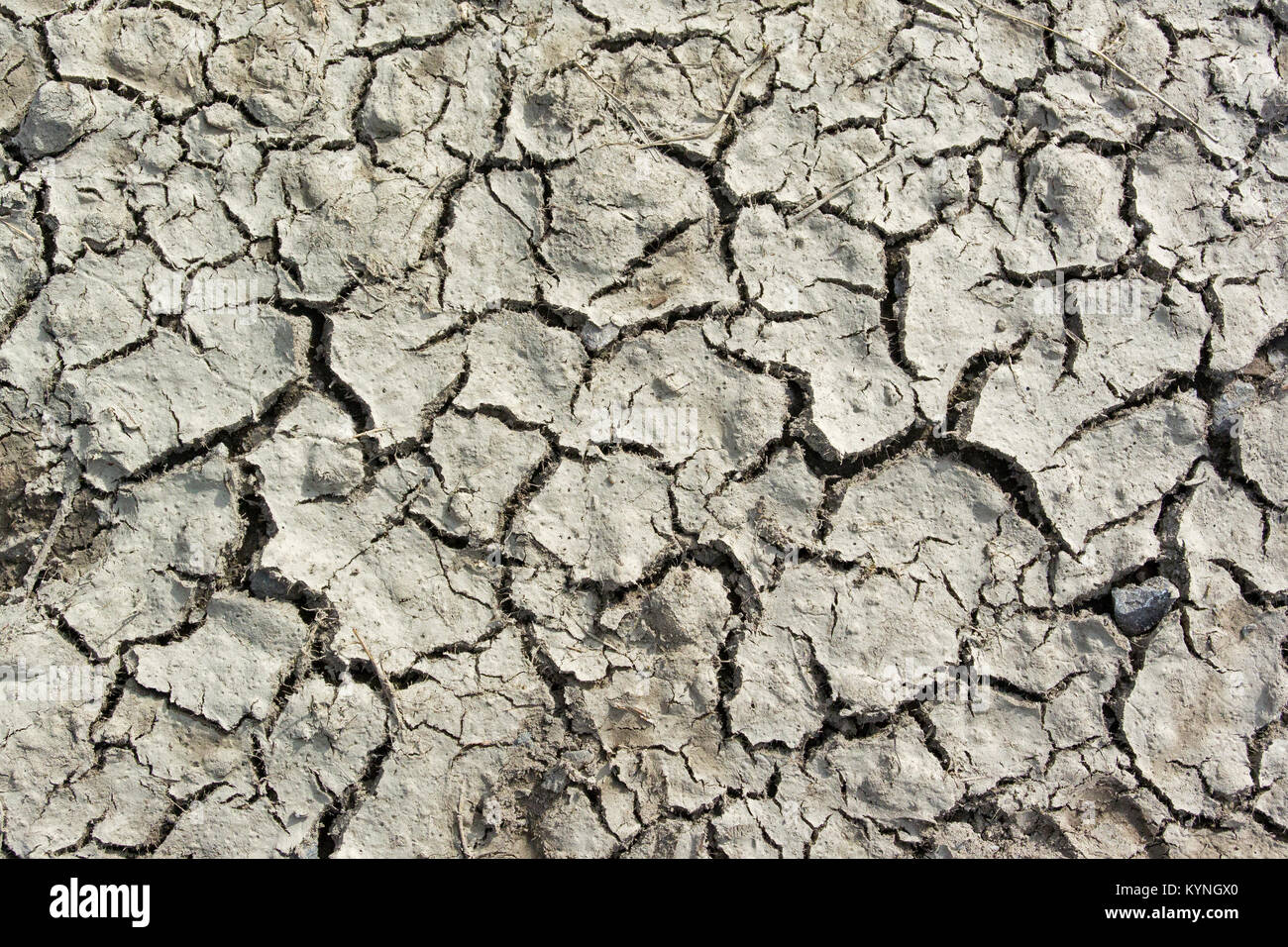 Dry ground begining to crack due to lack of rain. UK Stock Photo