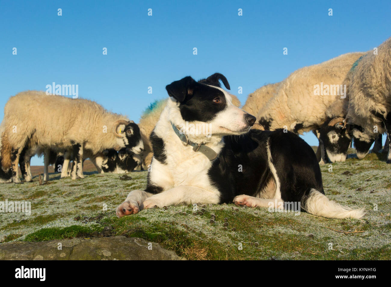 Border Collie sheepdog on a cold winter morning. North Yorkshire, UK. Stock Photo