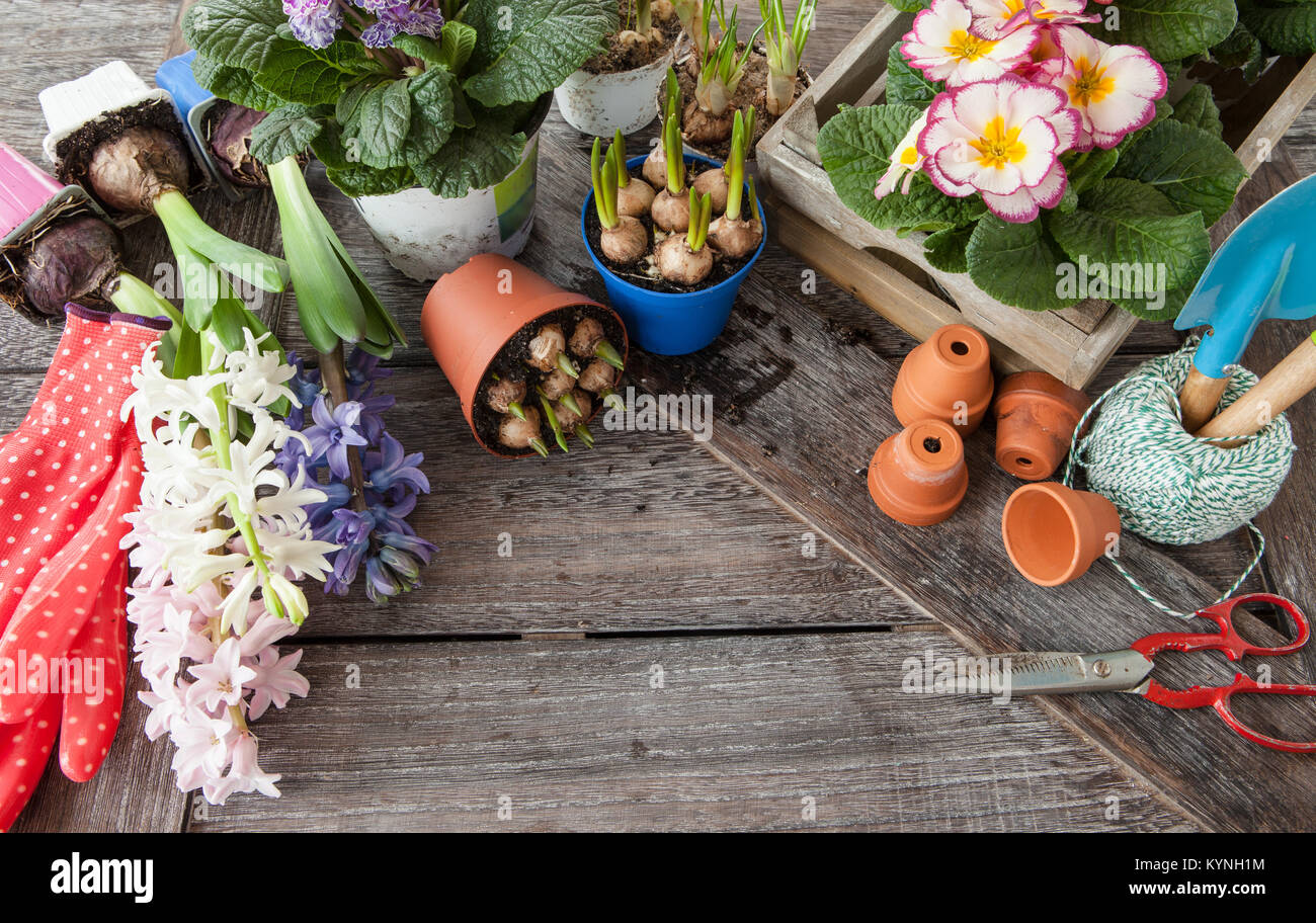 Fresh colorful flowers for planting in spring time Stock Photo - Alamy