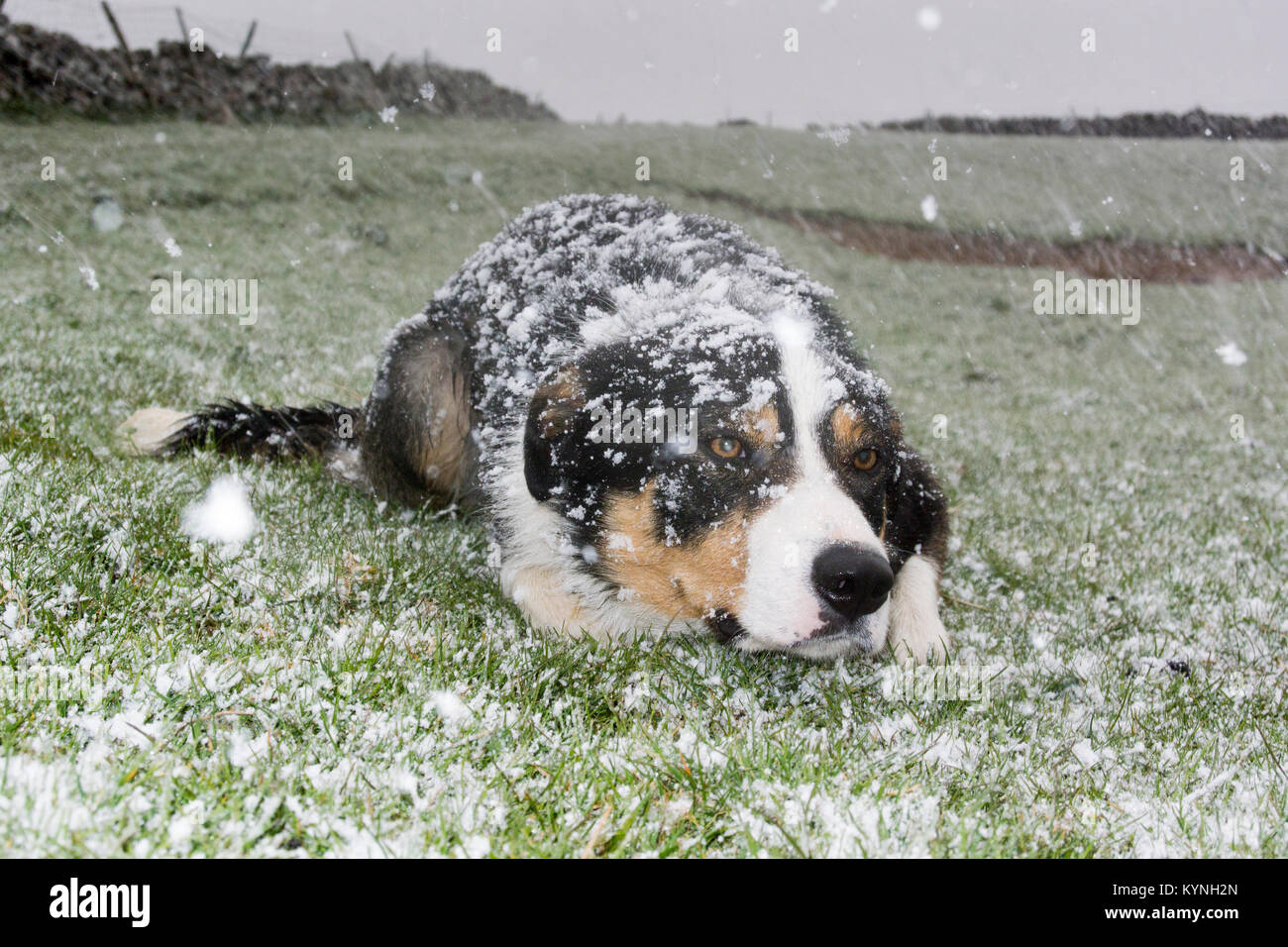 Border collie sheepdog woring in a snow storm, Cumbria, UK. Stock Photo