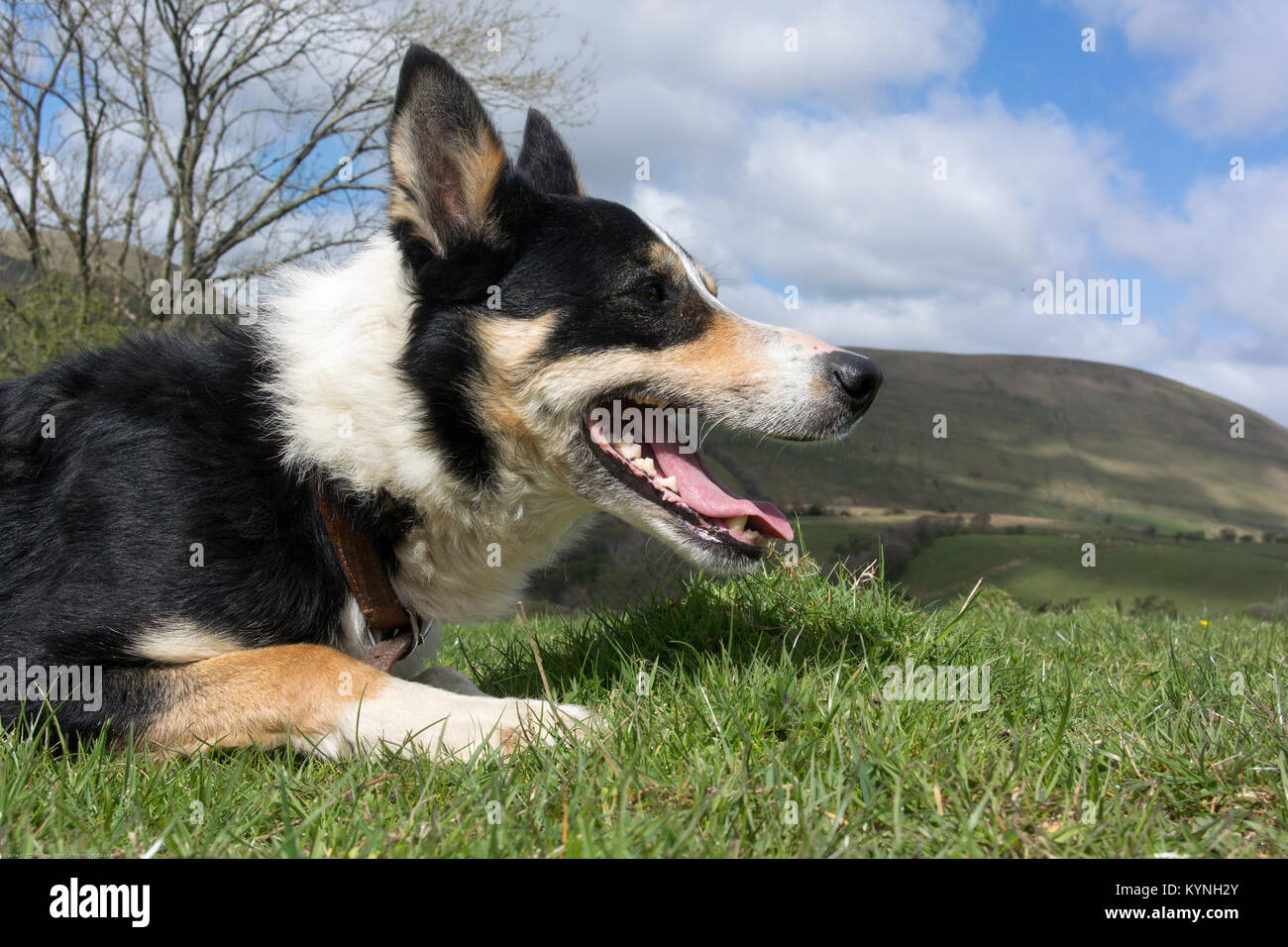 Border collie sheepdog out in field working sheep. Cumbria, UK. Stock Photo