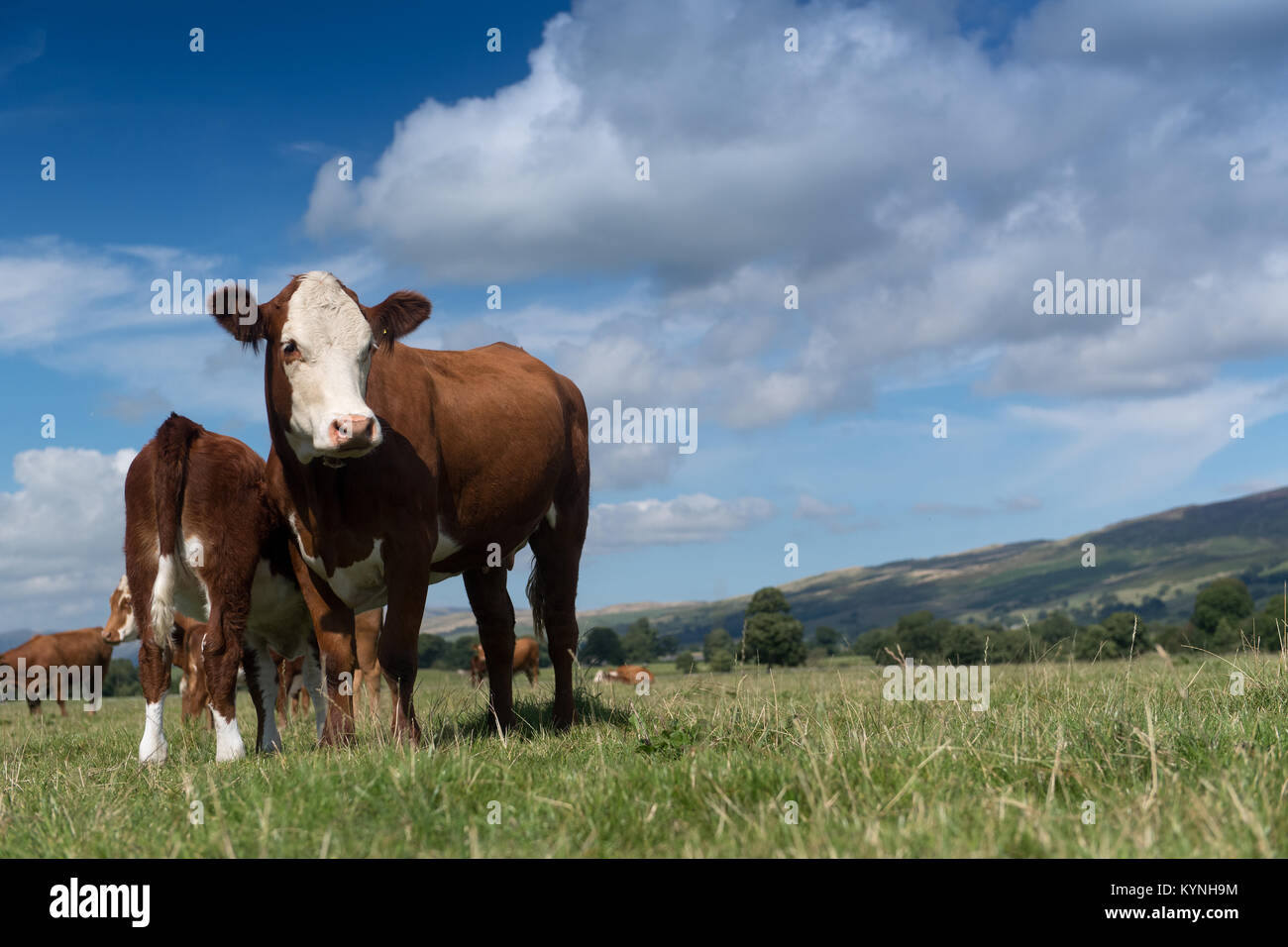 Hereford cow with calf at foot drinking milk off its mother, in ...
