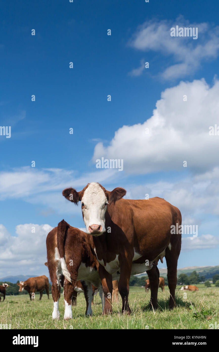 Hereford cow with calf at foot drinking milk off its mother, in ...