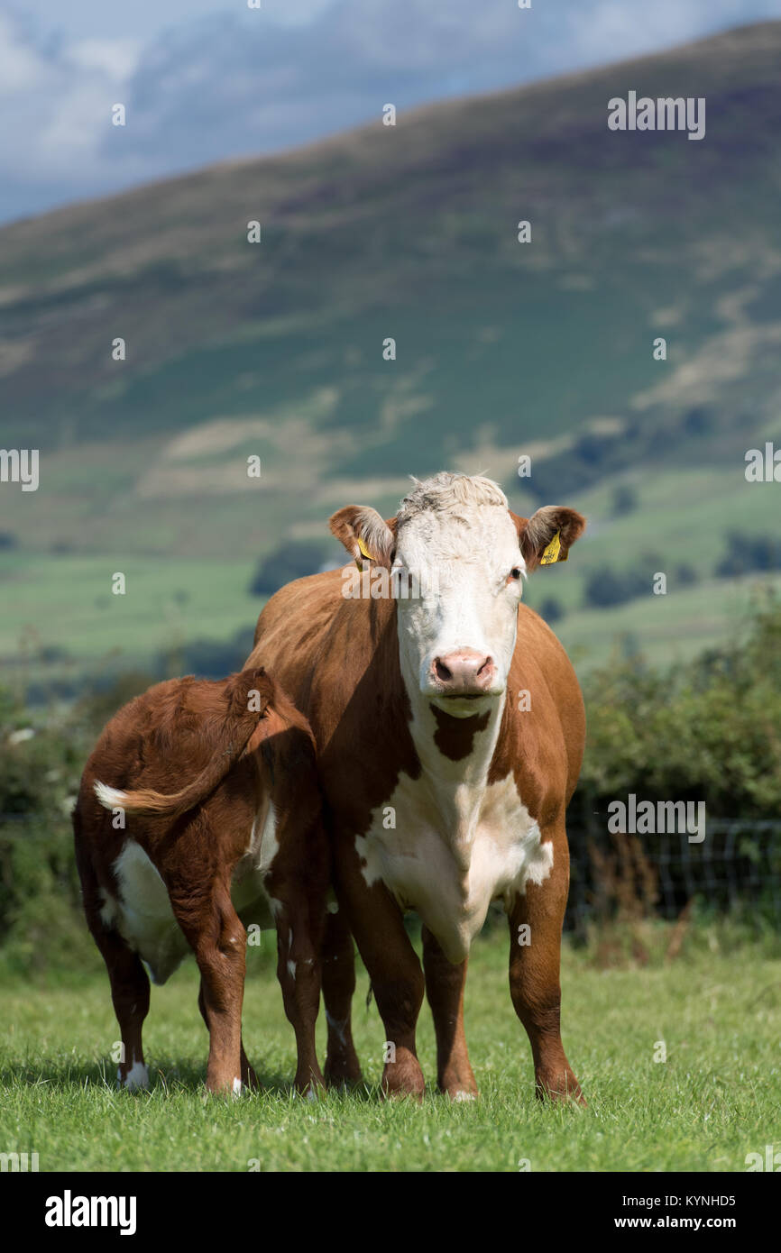 Hereford cow with calf at foot drinking milk off its mother, in ...
