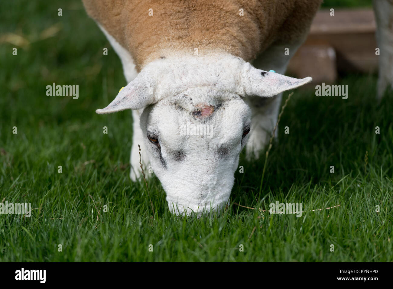 Texel rams grazing in lush pasture before sale, North Yorkshire, UK. Stock Photo