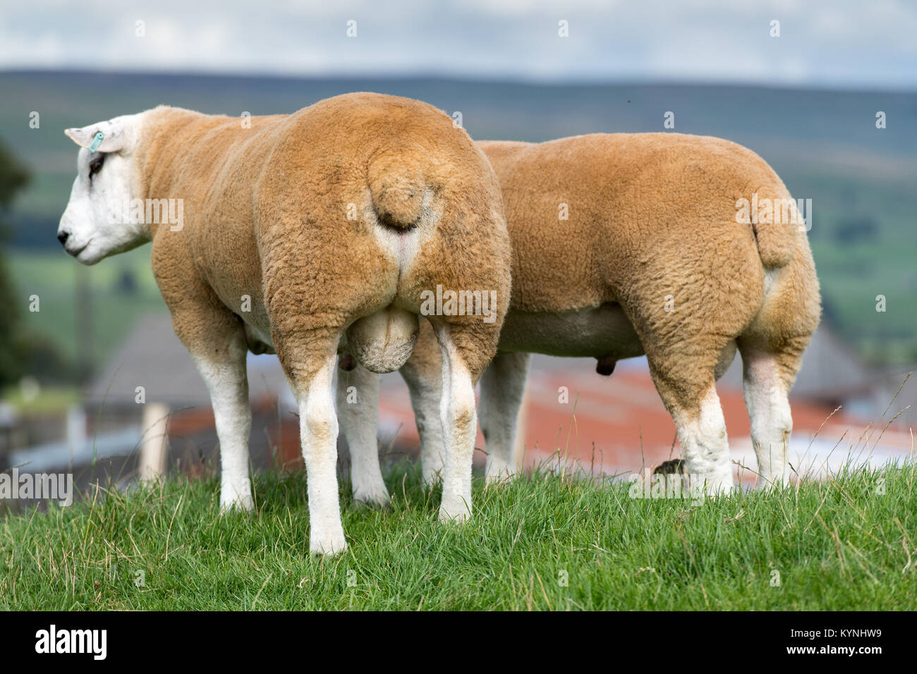Texel rams in fields ready for autumn breeding sales, North Yorkshire ...