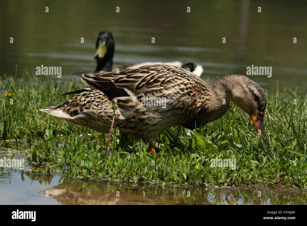Duck nibbling in grass surrounded by water Stock Photo Alamy