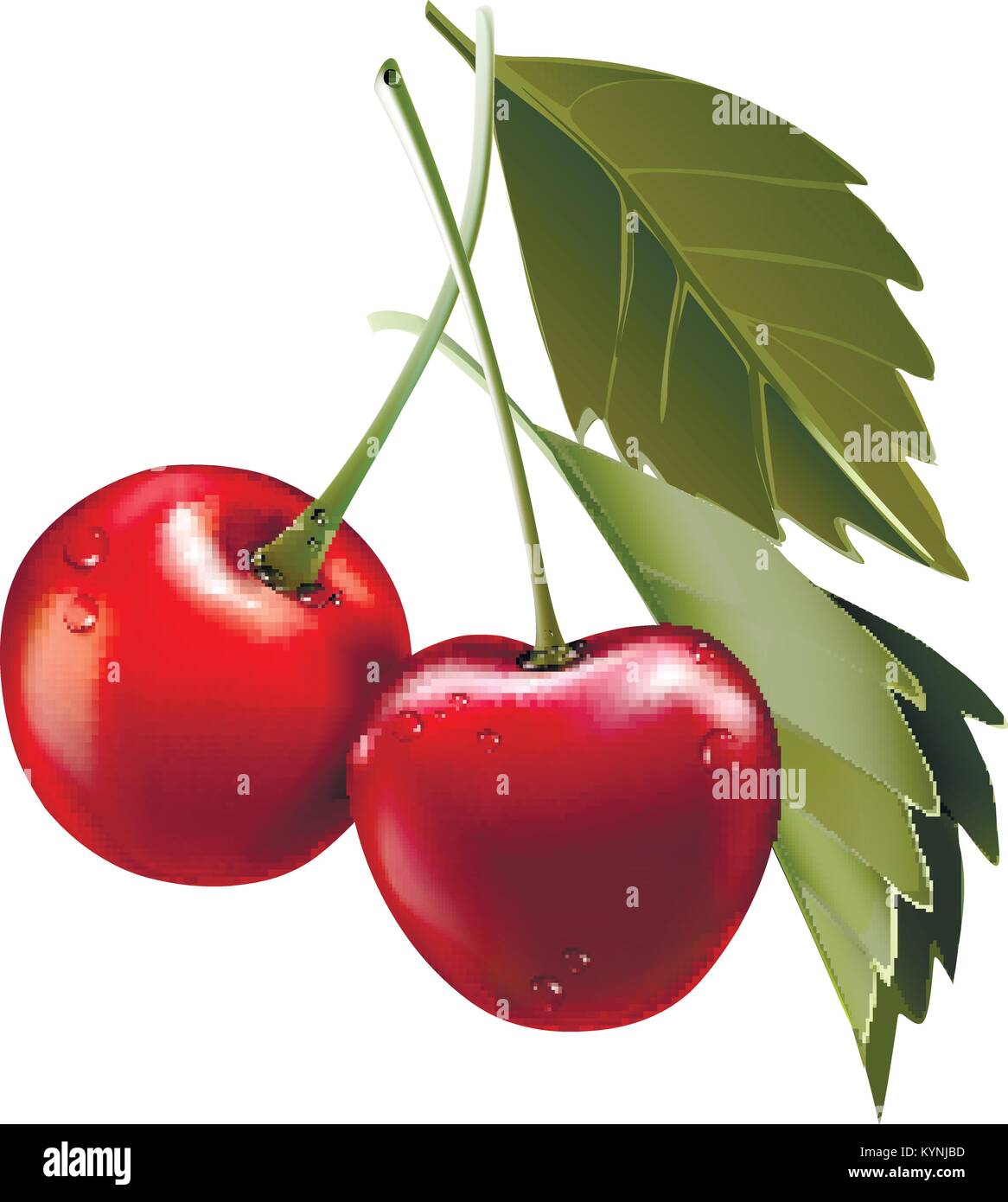 Red cherry. Two ripe berries with stalk. Realistic vector illustration. 3d vector. Stock Vector