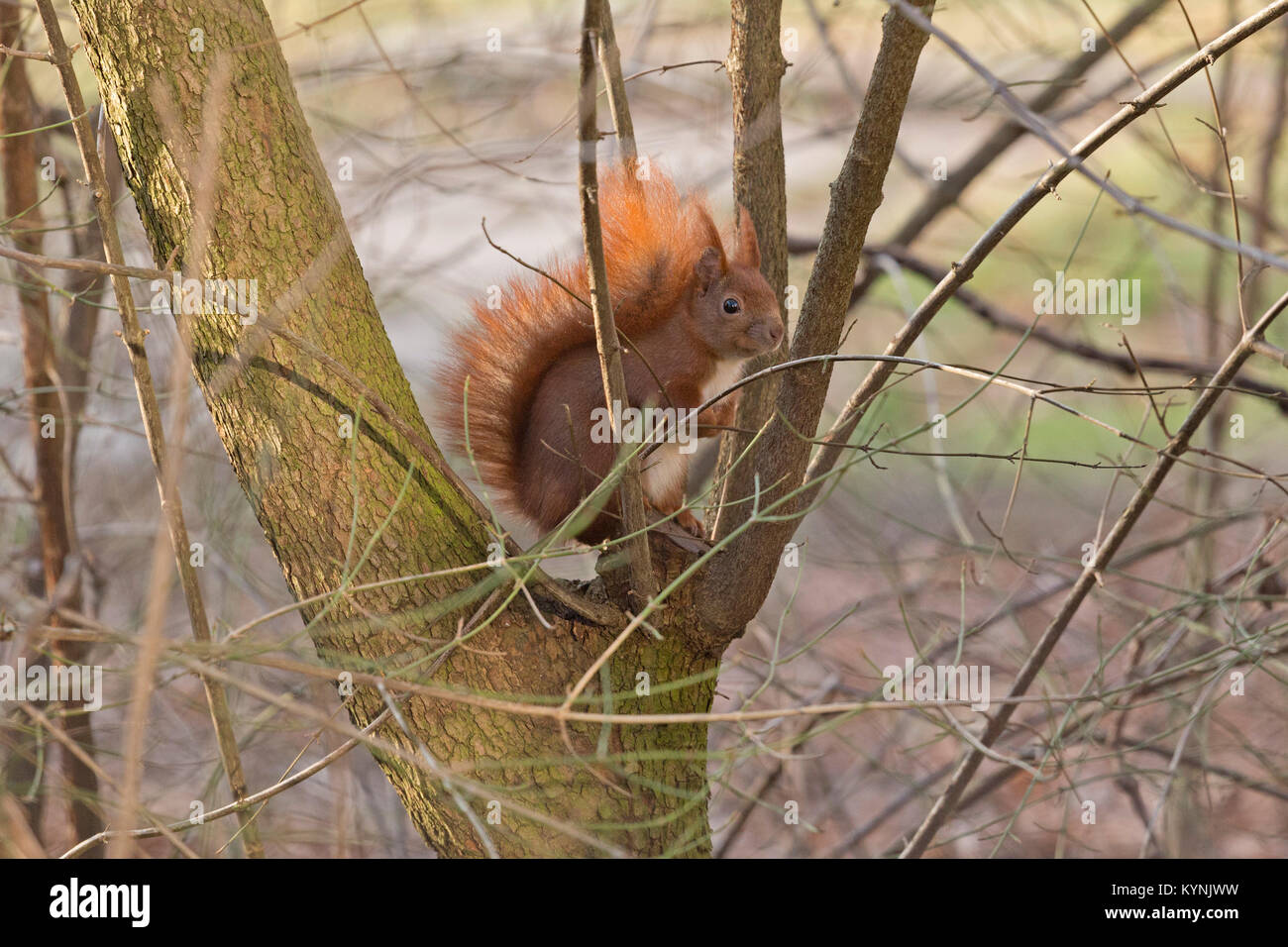 squirrel in a tree, Wilhelmsburg, Hamburg, Germany Stock Photo